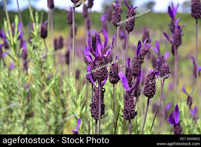 Spanish lavender (Lavandula stoechas) is an aromatic shrub native to Mediterranean basin and Canary Islands. This photo was taken in Arribes del Duero Natural...