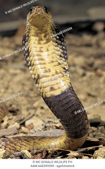 Egyptian Banded Cobra (Naja naja annulifera) N. Africa