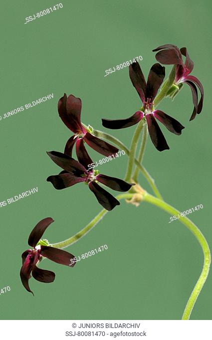 DEU, 2008: Umckaloabo, South African Geranium (Pelargonium sidoides, Pelargonium reniforme), flowers