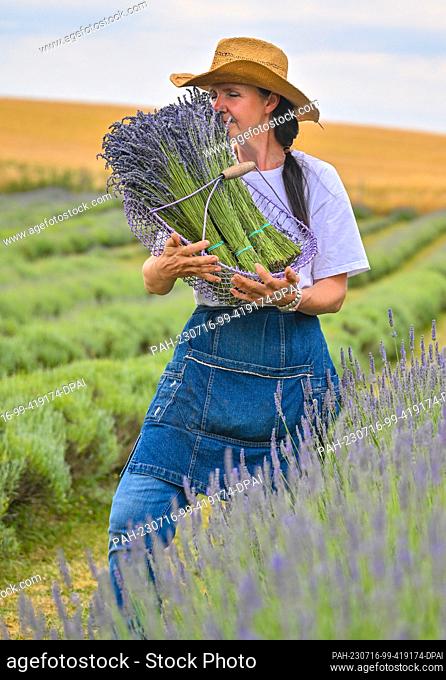 PRODUCTION - 10 July 2023, Brandenburg, Grimme: Polish farmer Joanna Olszewska stands with a basket full of harvested lavender flowers in a field in the...