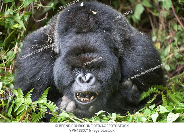 Mountain Gorilla, Gorilla beringei beringei, portrait of a silverback showing teeth, Volcanoes National Park, Rwanda