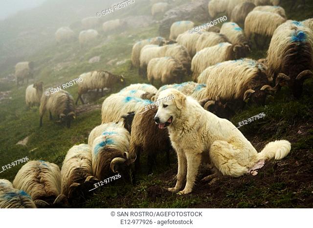 France, Pyrenees mounts, Pyrenees-Atlantic department, Aspe valley, herd with their shepherd dog a Great Pyrenees