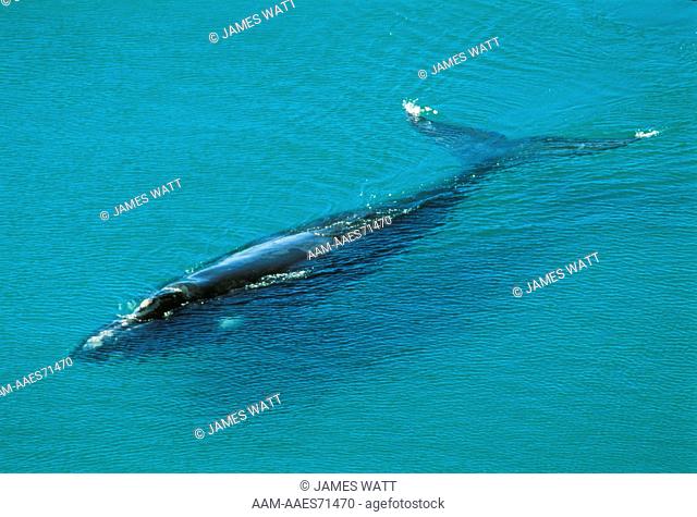 Southern Right Whale (Eubalaena glacialis) Patagonia, Argentina