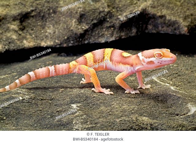 Leopard gecko (Eublepharis macularius), breeding form Albino Tremper on a stone