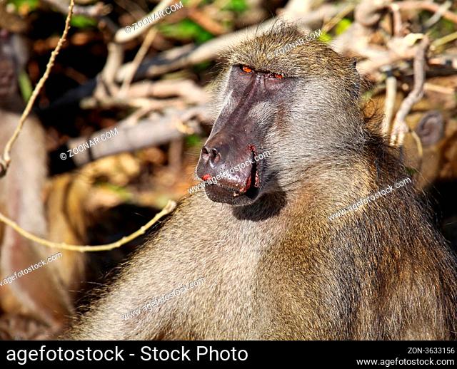 Verletzter Steppenpavian, Gelber Pavian, Chobe, Botswana; papio cynocephalus; savanna baboon, Chobe, Botsuana