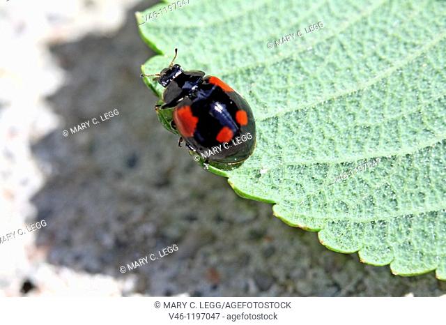 Two-spot Ladybird Beetle, Adalia bipunctata v sexpustulata, Black variant of Two-spotted ladybird esily confused with the black variant of harmonia axyridis  No...