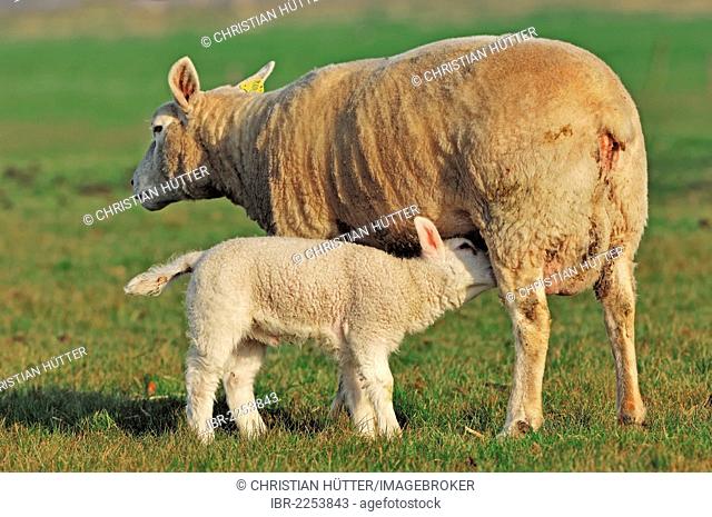 Domestic Sheep (Ovis orientalis aries), ewe suckling a lamb, North Holland, Netherlands, Europe