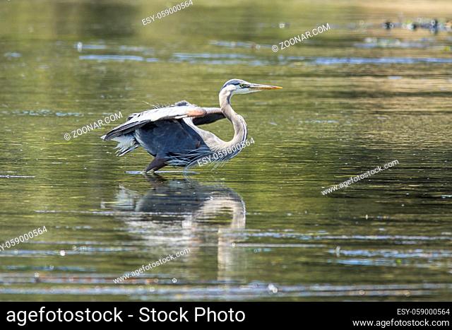 A great blue heron flaps its wings in Esquimalt Bay in Victoria BC, Canada