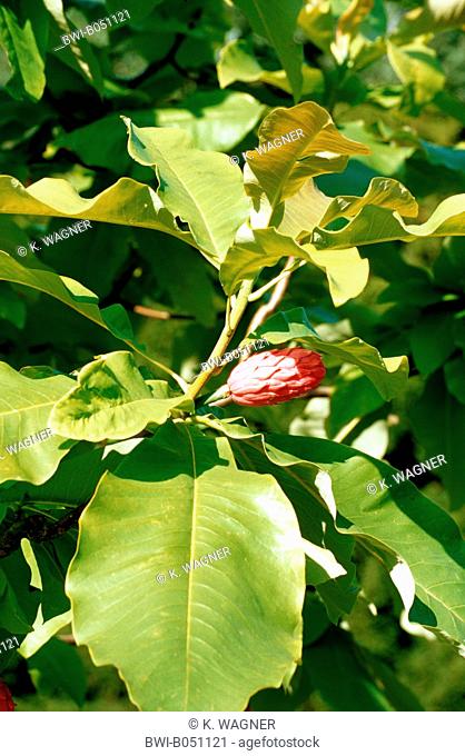 Umbrella Magnolia, Umbrella Tree, Magnolia Parasol (Magnolia tripetala), fruiting branch