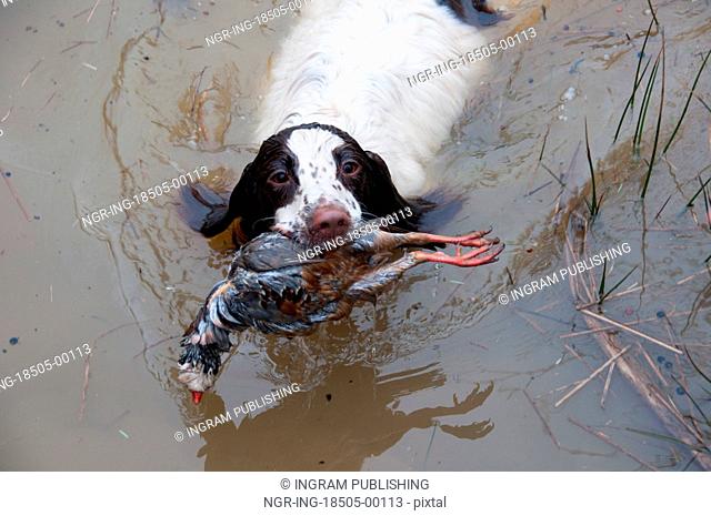 Spaniel retrieving partridge from water