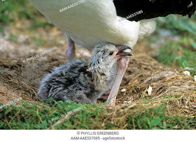 Laysan Albatross Chick in nest under mom (Diomedea immutabilis) Midway Island