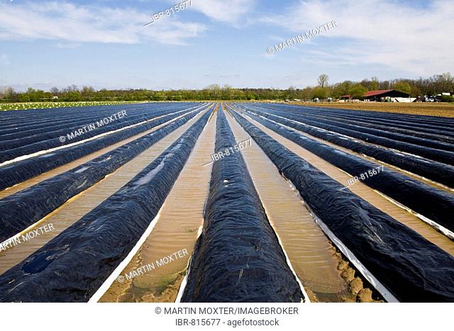 Asparagus field covered with dark tarpaulins to support growth, furrows filled with water, Darmstadt, Hesse, Germany, Europe