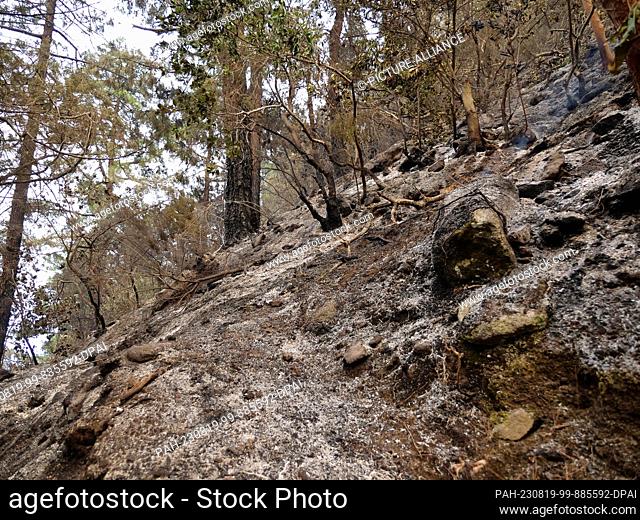 18 August 2023, Spain, Arafo: Charred tree trunks and burnt undergrowth can be seen in a forest area in the mountains near the municipality of Arafo