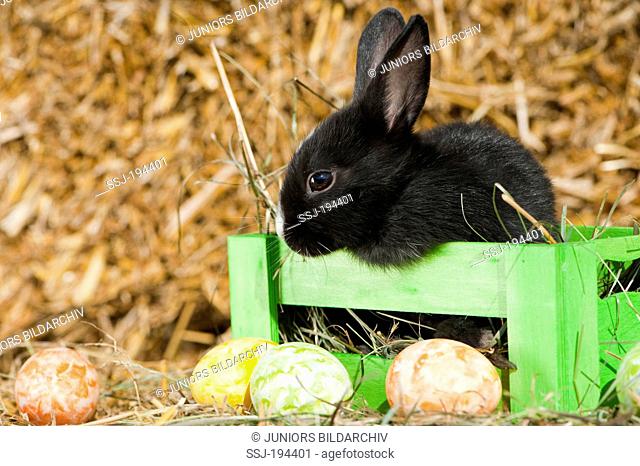 Netherland Dwarf rabbit. Black young in a crate next to Easter eggs. Germany
