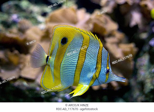 Copperband Butterflyfish Chelmon rostratus Beaked Coralfish side