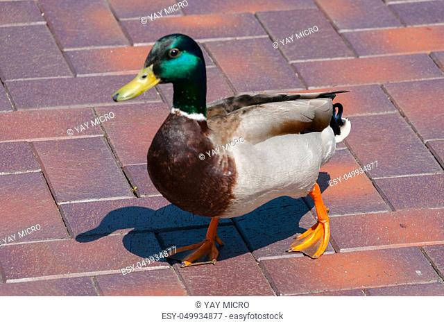 A beautiful duck proudly treads along the sidewalk of tiles with green emerald coloring of feathers on the neck and light brown on the trunk