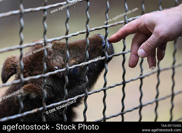 RUSSIA, ROSTOV-ON-DON - MAY 16, 2023: Mishmi takin named Luna born on April 12, 2023, is seen at the Rostov-on-Don Zoo. Takins are hoofed mammals found in the...