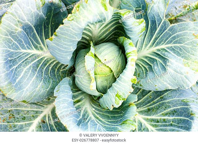 above view of cabbagehead of white cabbage in garden after rain