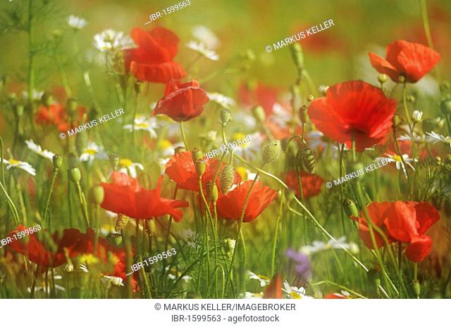 Detail of a summer meadow with Poppies (Papaver rhoeas) and Daisies (Leucanthemum vulgare), Germany, Europe