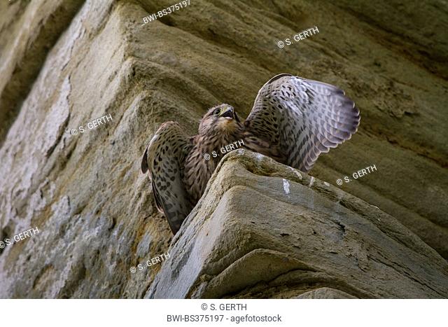 European Kestrel, Eurasian Kestrel, Old World Kestrel, Common Kestrel (Falco tinnunculus), young kestrel begs on a ledge, Switzerland, Sankt Gallen, Rheineck