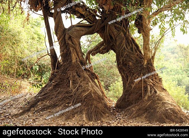 Banyan fig, banyan tree (Ficus benghalensis), Banyan tree, Don Khon, Champasak Province, Southern Laos, Laos, Asia