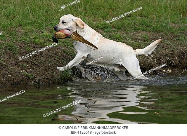 Labrador Retriever in water, dummy in it's mouth