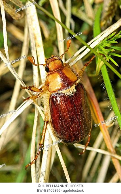 June bug (Rhizotrogus maculicollis), on grass