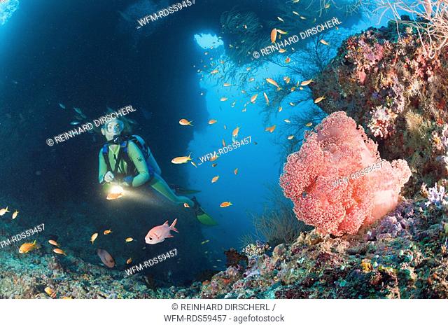 Red Soft Coral and Diver, Dendronephthya mucronata, Maya Thila, North Ari Atoll, Maldives