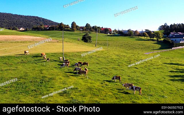 Catlle herd grazing on mountain pasture, aerial footage, rural scene, high angle, ecological agriculture, dairy farm