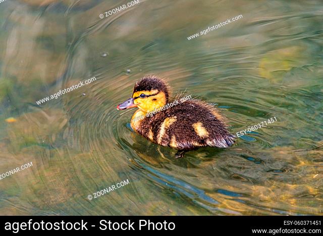 Duckling, a little duck on a river