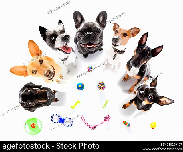 team group row of dogs with toys waiting to play isolated on white background