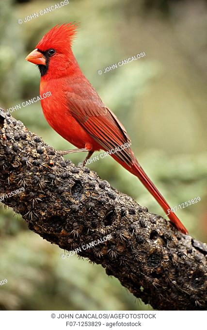 Northern Cardinal cardinalis cardinalis - Arizona - Male - Range is southern Quebec to Gulf states-southwest U S  and Mexico to Belize - Habitat is woodland...