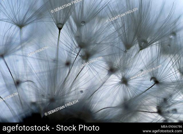 Seed of the dandelion, photographed against the blue sky. Small water droplets are trapped in the fibers