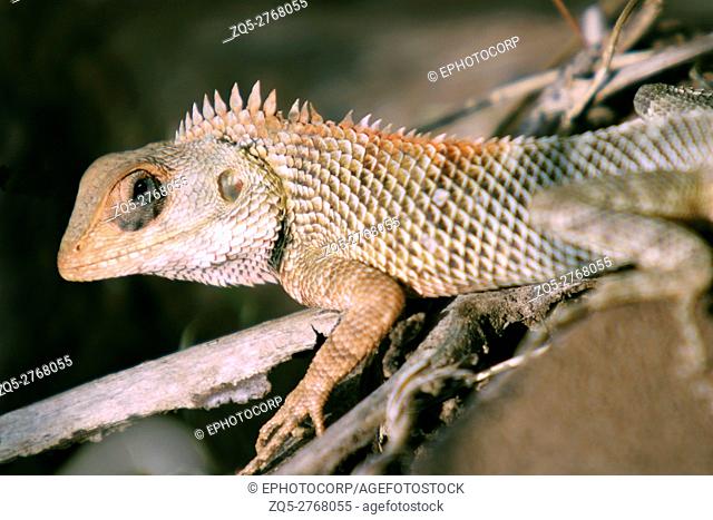 Common Garden Lizard or Bloodsucker, Calotes versicolor, Sinhagad Valley, Western Ghats, Maharashtra, India