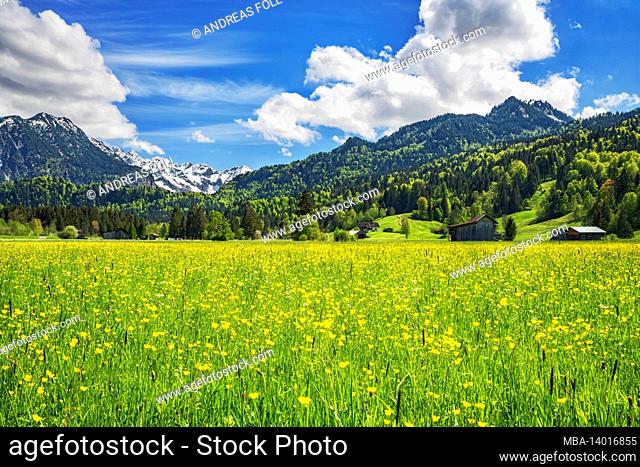 idyllic mountain landscape near oberstdorf on a sunny day in spring. blooming meadows, forests and snow-capped mountains under a blue sky