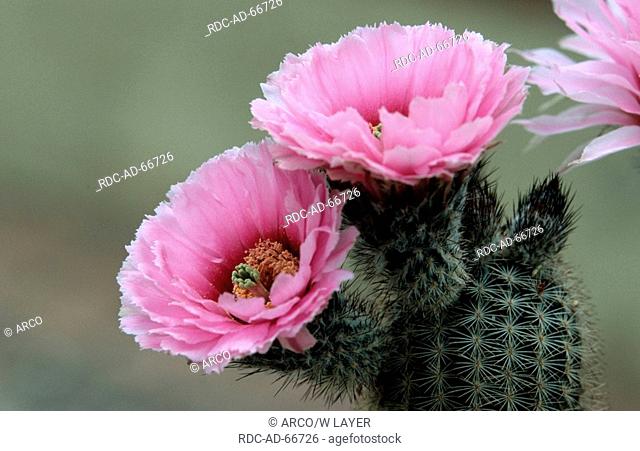Cactus blossom Arizona USA Echinocereus reichenbachii