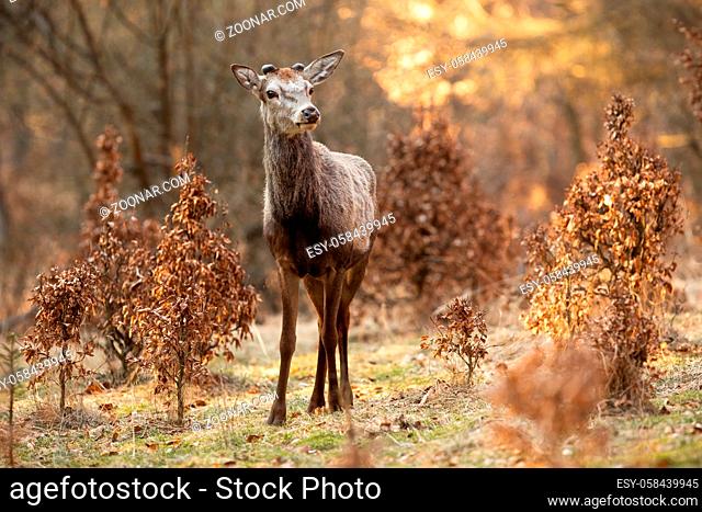 Interested red deer, cervus elaphus, stag standing on a glade in spring nature and looking into camera from front view with copy space
