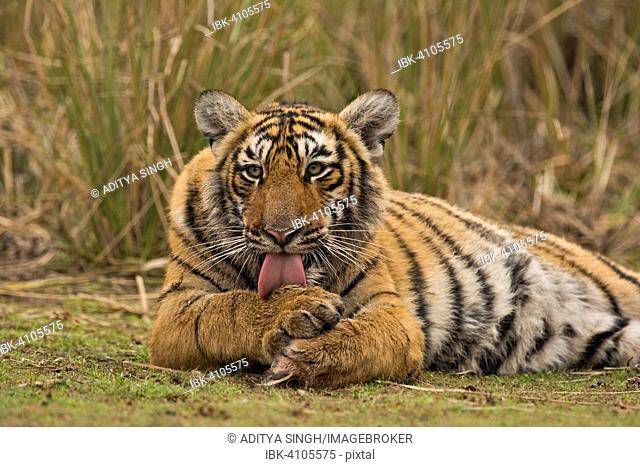 Sub-adult Bengal or Indian tiger (Panthera tigris tigris) resting on a grassy patch of ground, Ranthambhore National Park, Rajasthan, India