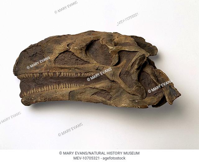 The skull of Plateosaurus, a prosauropod dinosaur that lived in Europe in the Upper Triassic, 220 to 210 million years ago