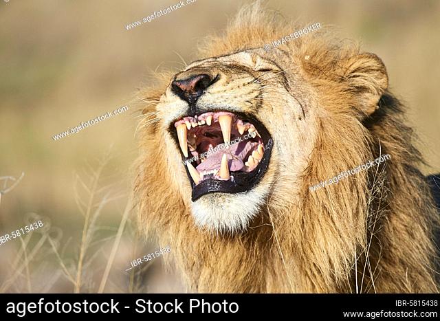 African lion male (Panthera leo) showing flehmen response to inhale the smell of nearby females, Okavango delta. Moremi Game Reserve, Botswana, Africa