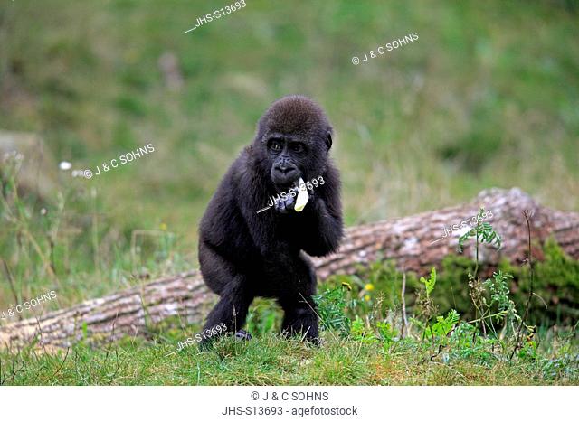 Lowland Gorilla, Gorilla gorilla, Africa, young feeding