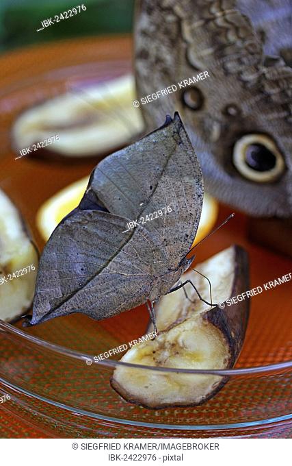 Indian Leafwing or the Malayan Leafwing (Kallima paralekta), feed bowl, Mainau, Baden-Wuerttemberg, Germany, Europe