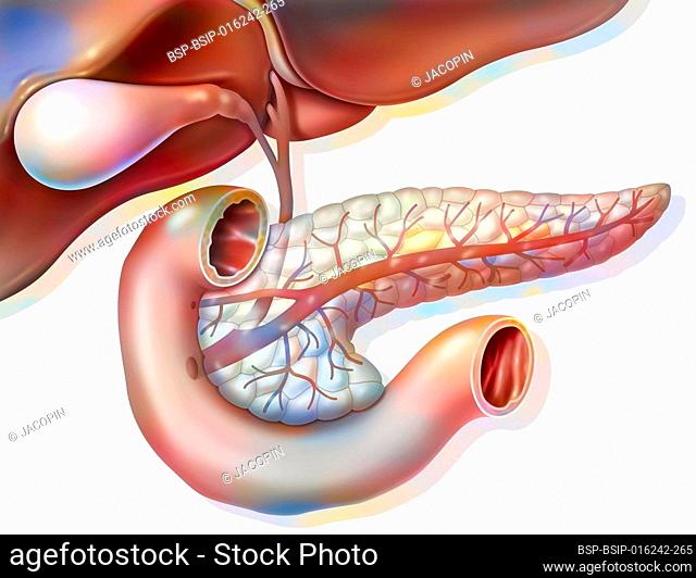 Anatomy of the pancreas in anterior view with gallbladder and common bile duct
