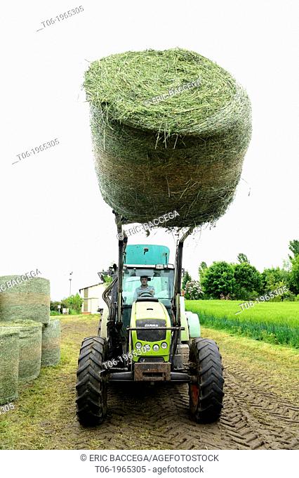 Farmer harvesting alfalfa or lucerne (Medicago sativa) for cattle food, Elsenheim, Alsace, France