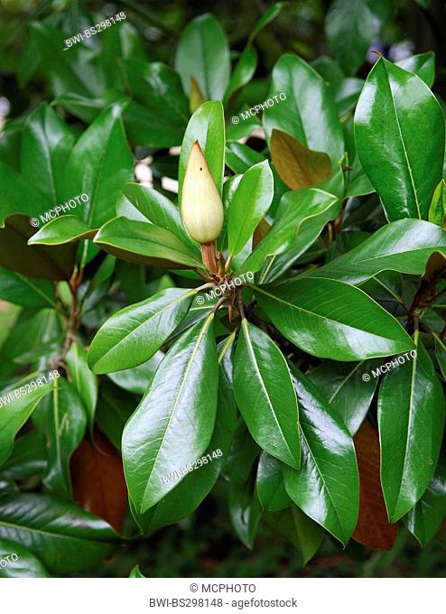 Southern Magnolia, Bull Ray, Evergreen Magnolia (Magnolia grandiflora), flower bud