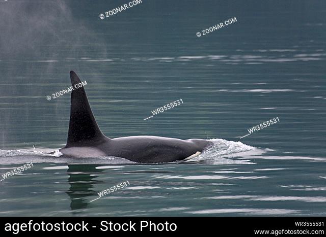 Schwertwal - (Killerwal - Weibchen) / Orca - (Killer Whale - female) / Orcinus orca