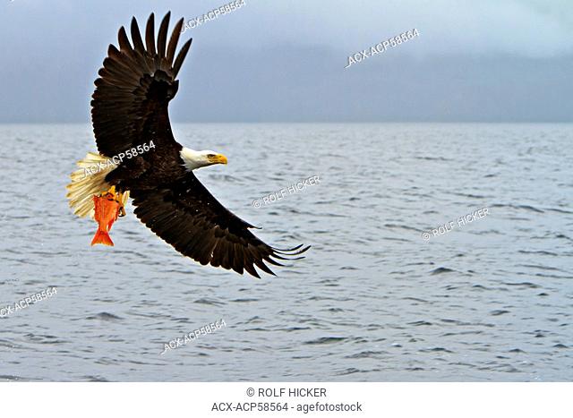 Bald eagle in flight with a fresh caught red snapper in its powerful talons, Pacific Ocean off the British Columbia coast, Canada