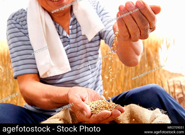 Wheat farmers with the hand holding