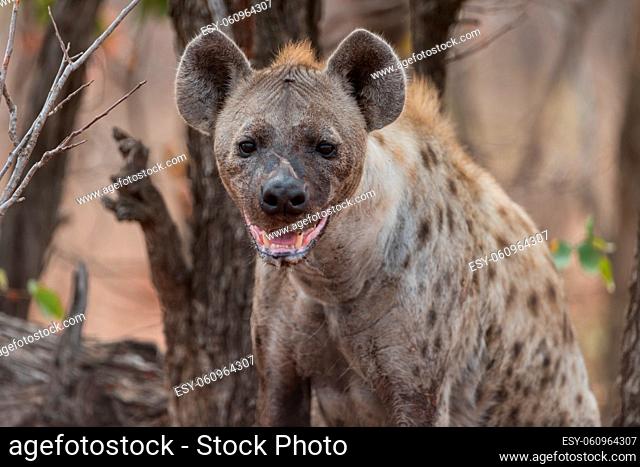 Hyena in the wilderness of Africa