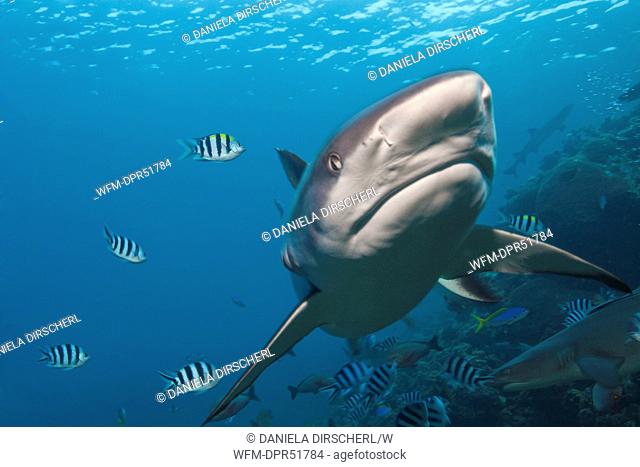 Grey Reef Shark, Carcharhinus amblyrhynchos, Beqa Lagoon, Viti Levu, Fiji
